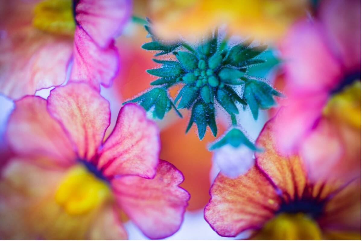 Bunte Blüten in Nahaufnahme