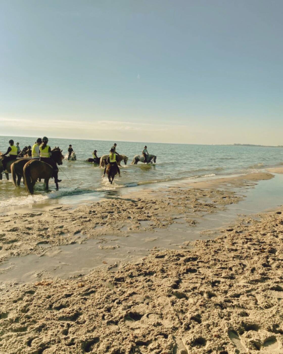 Pferde im flachen Wasser der Geltinger Bucht
